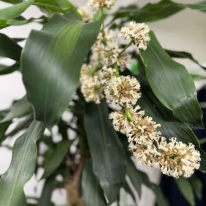 幸福の木に花が　咲いた！