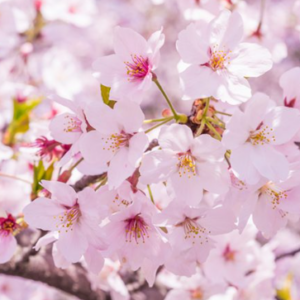南予を中心に暴風・高波に警戒!雨と強風で桜への影響も… 南予を中心に暴風・高波に警戒!雨と強風で桜への影響も…